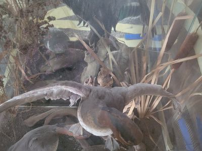 Vintage Taxidermy Duck/Fowl Diorama in Hexagonal Glass Display Case, Natural Habitat Scene