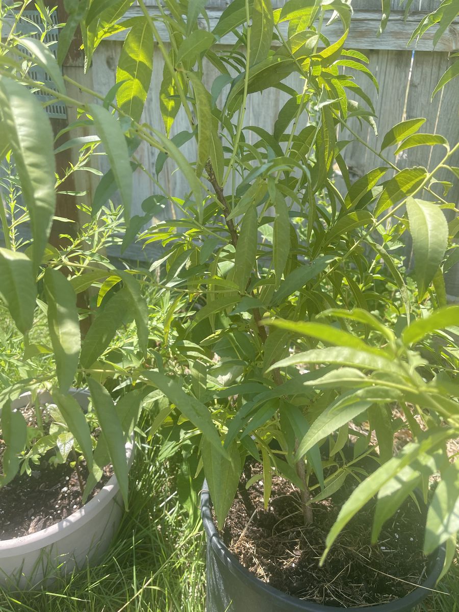 Peach Trees
