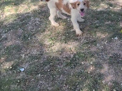 Puppies for Sale