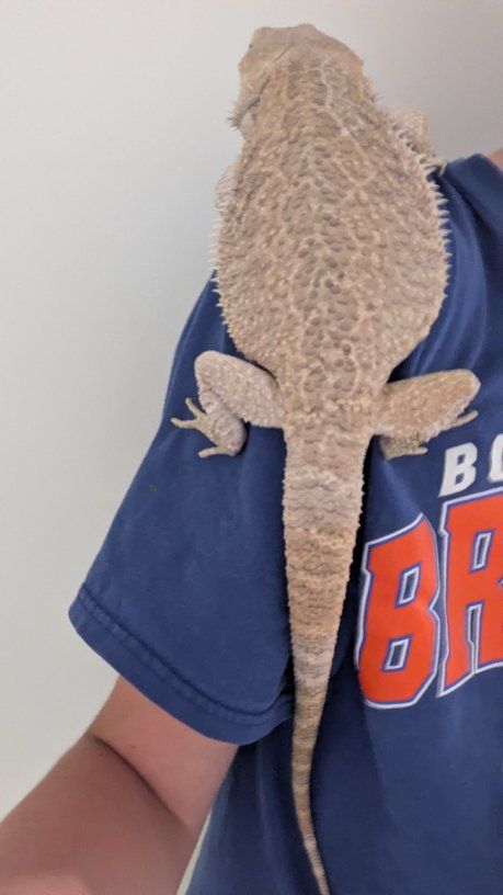 Adult Male Bearded Dragon