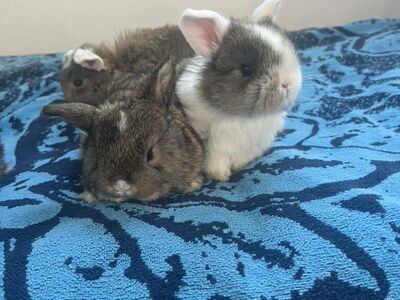 Purebred Holland Lop Babies - Reservation
