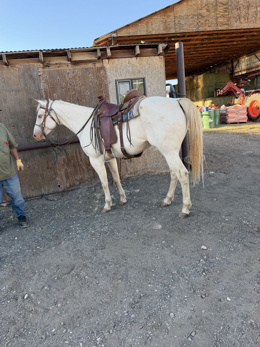 6 year old grade gelding