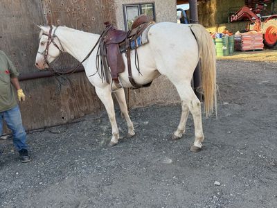 6 year old grade gelding