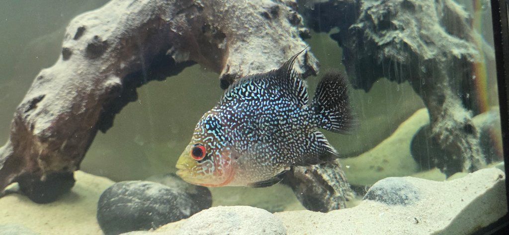 Flowerhorn