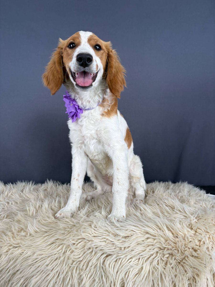 Venus – 6 month old Mini Golden Retriever (Female)