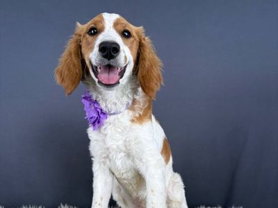 Venus – 6 month old Mini Golden Retriever (Female)