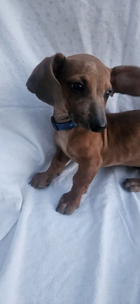 dachshund puppy