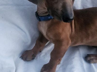 dachshund puppy