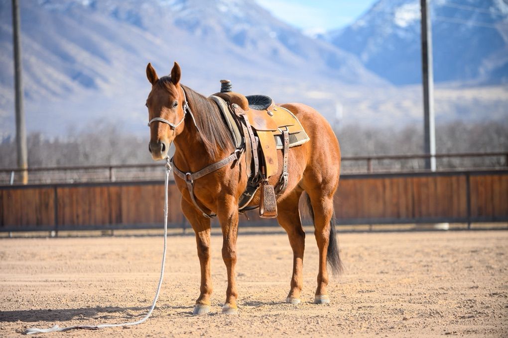 Pound Sign X Woody Be Tuff