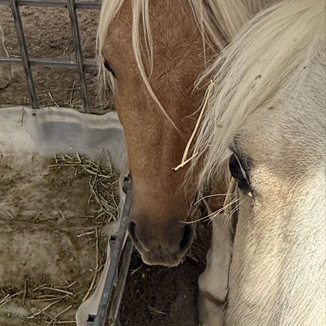Shetland studs pony