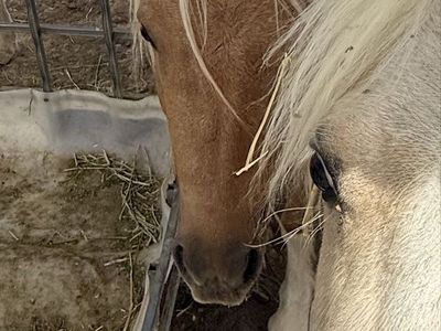 Shetland studs pony