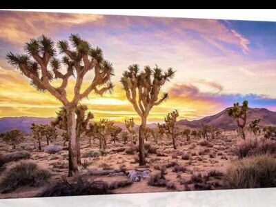 Joshua Tree Desert at Sunset Framed Wall Art