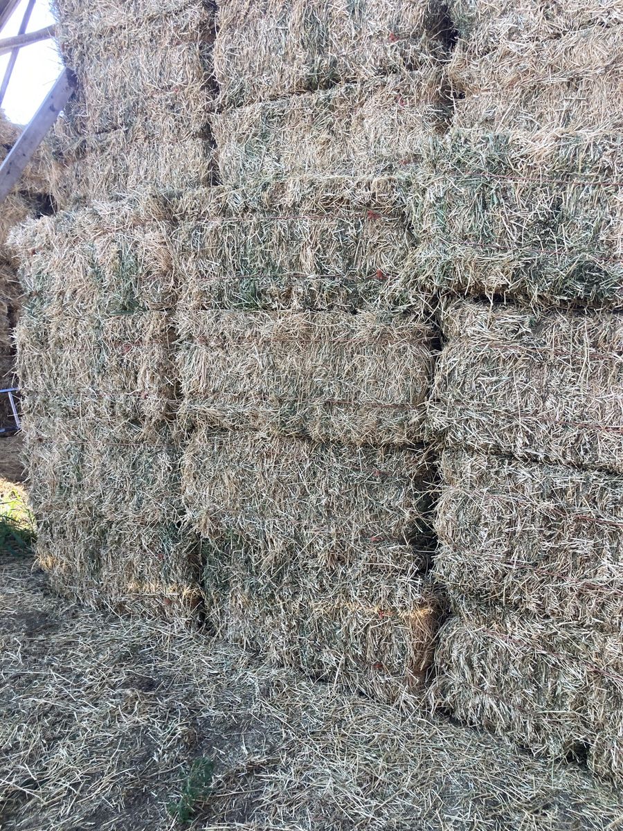 Alfalfa