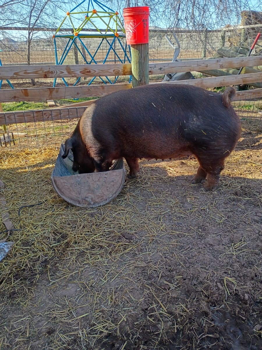 Red duroc sow.