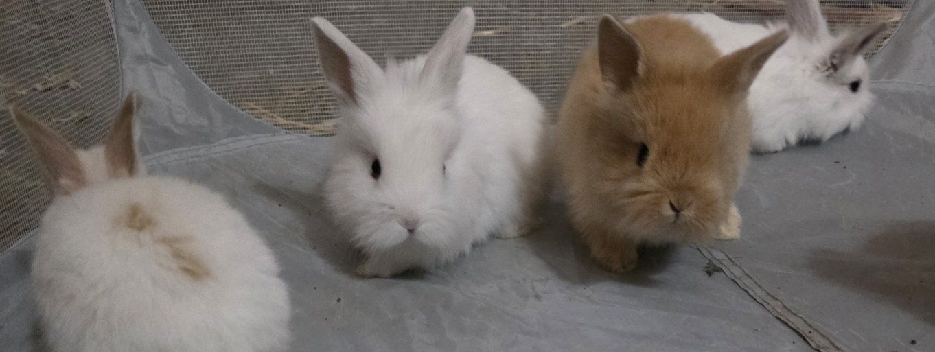 lionhead Holland lop mix