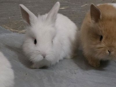 lionhead Holland lop mix
