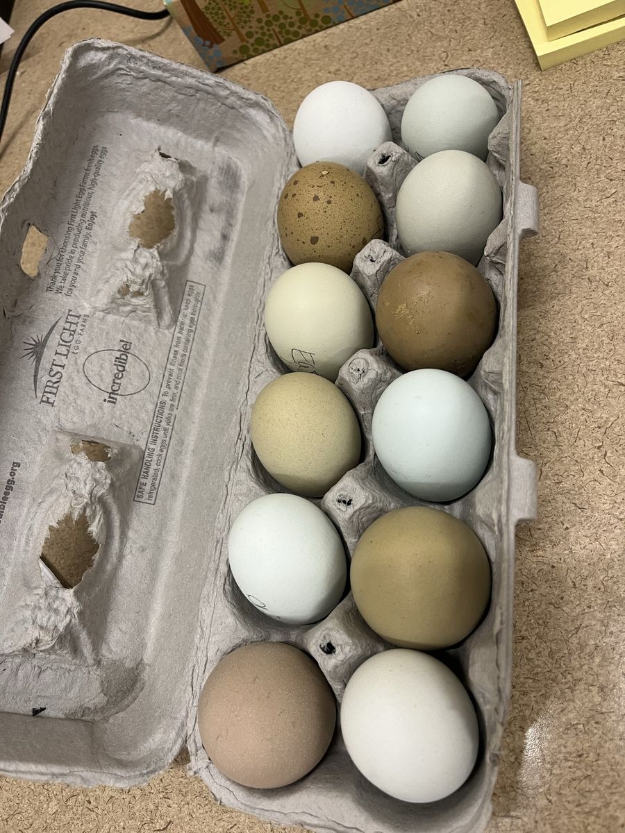 Hatching eggs, blue and green layers