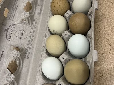 Hatching eggs, blue and green layers