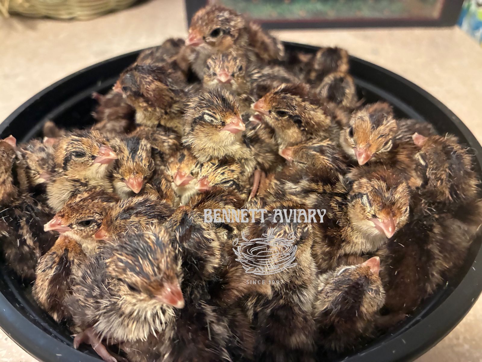 Baby Bobwhite Quail Chicks