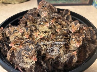 Baby Bobwhite Quail Chicks