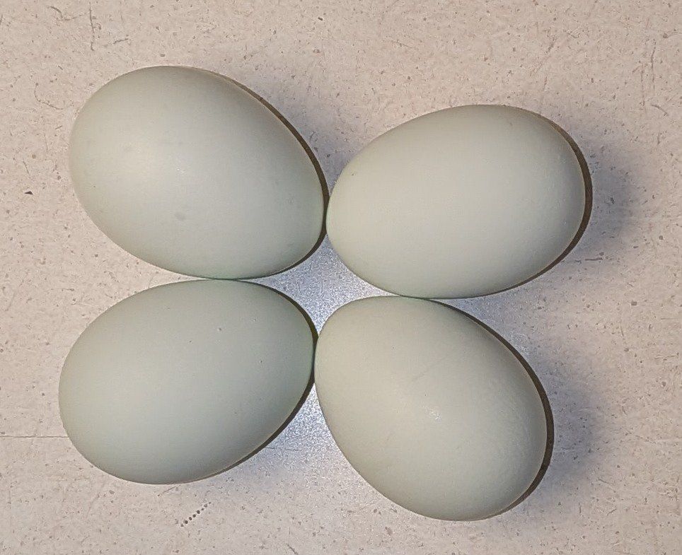 Whiting True Blue fertile eggs