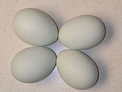 Whiting True Blue fertile eggs
