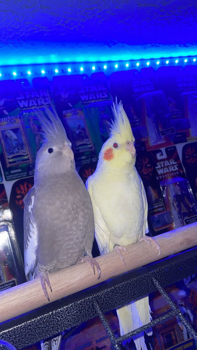 Male And Female cockatiel