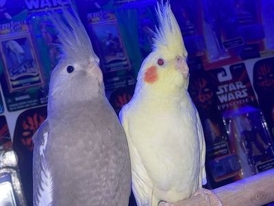 Male And Female cockatiel