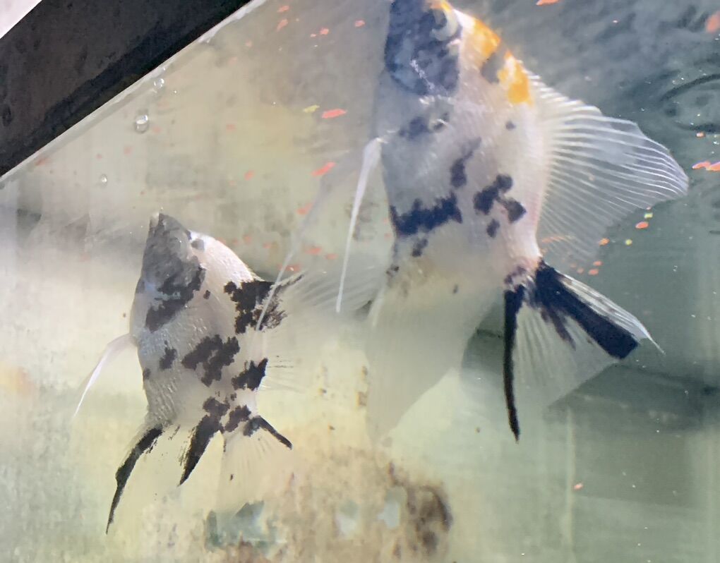 Angelfish - Koi Breeding Pair