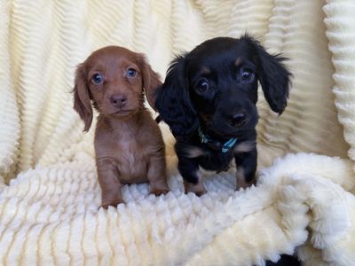 Tini Weenie Dachshunds