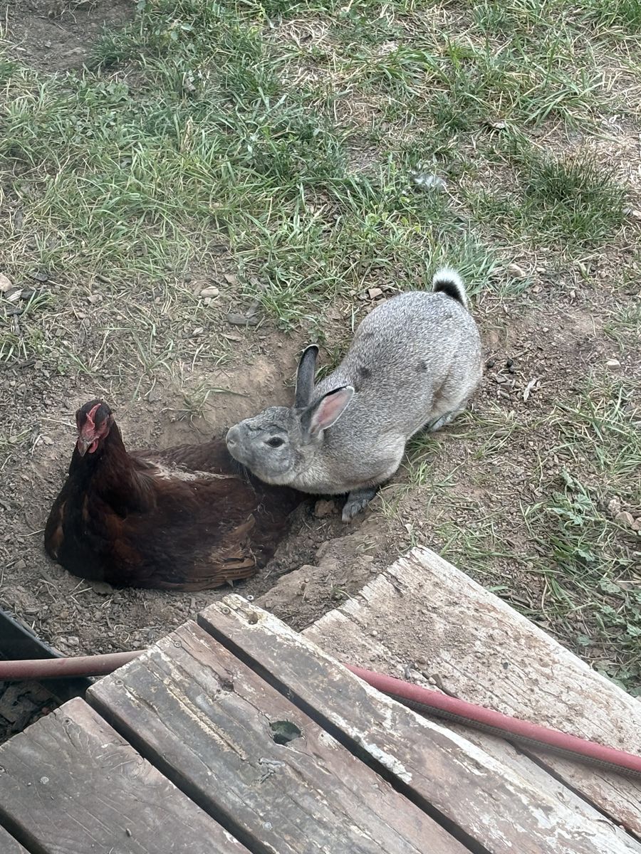 Free male rabbit