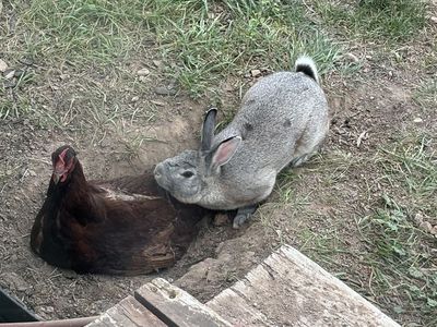Free male rabbit