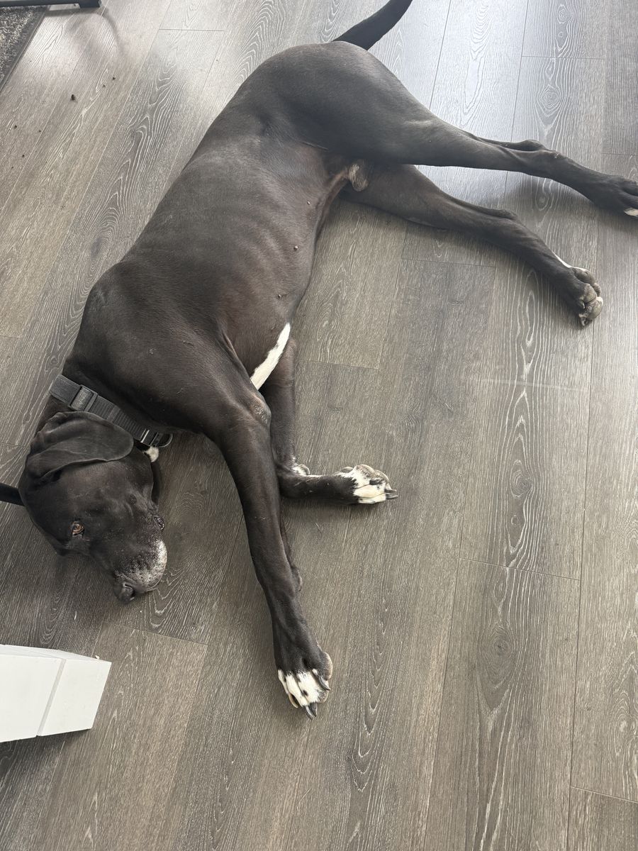 4 year old male Great Dane