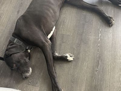 4 year old male Great Dane
