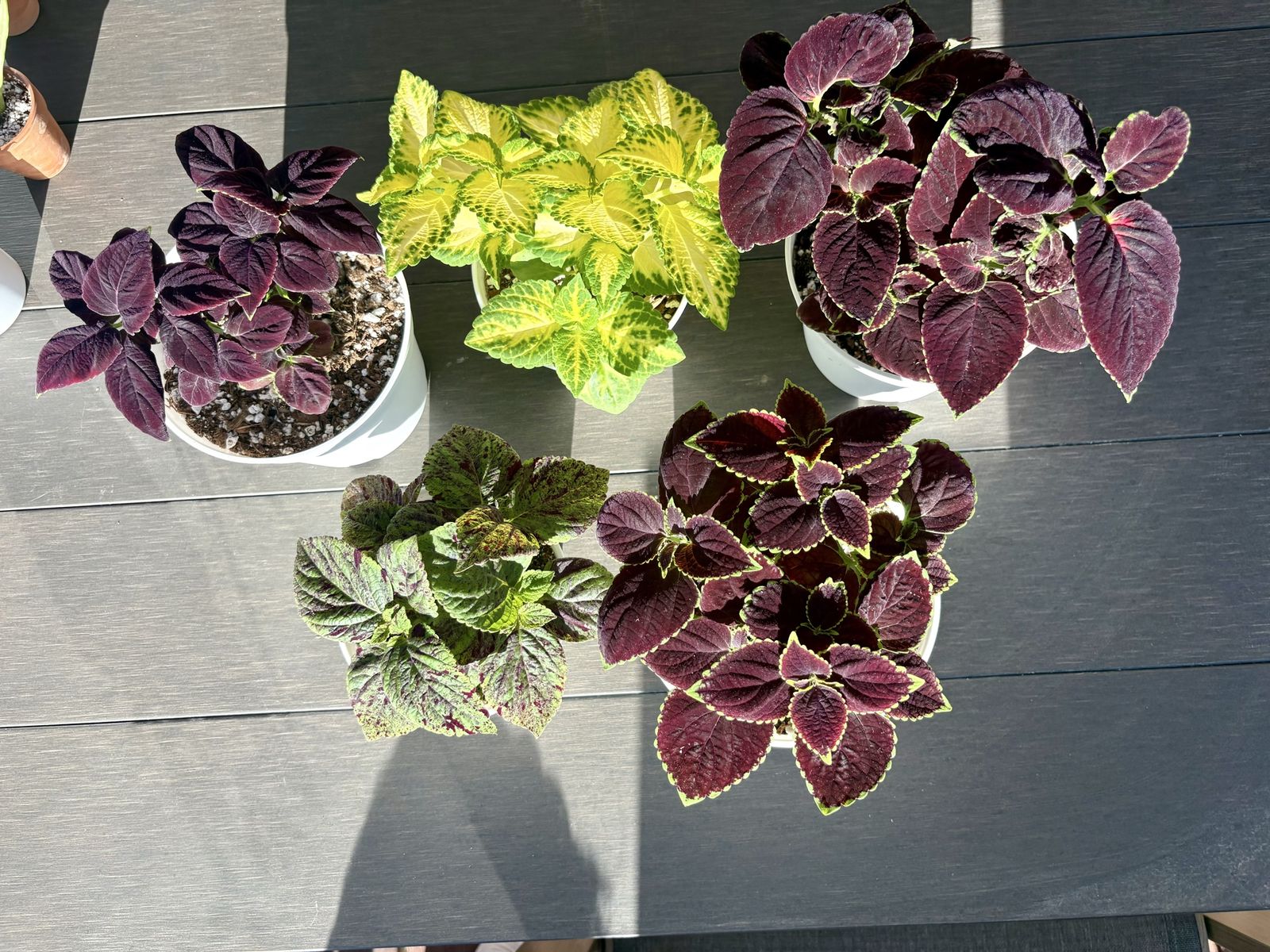 Coleus Plants - Vibrant Foliage Assortment (5 Plants)