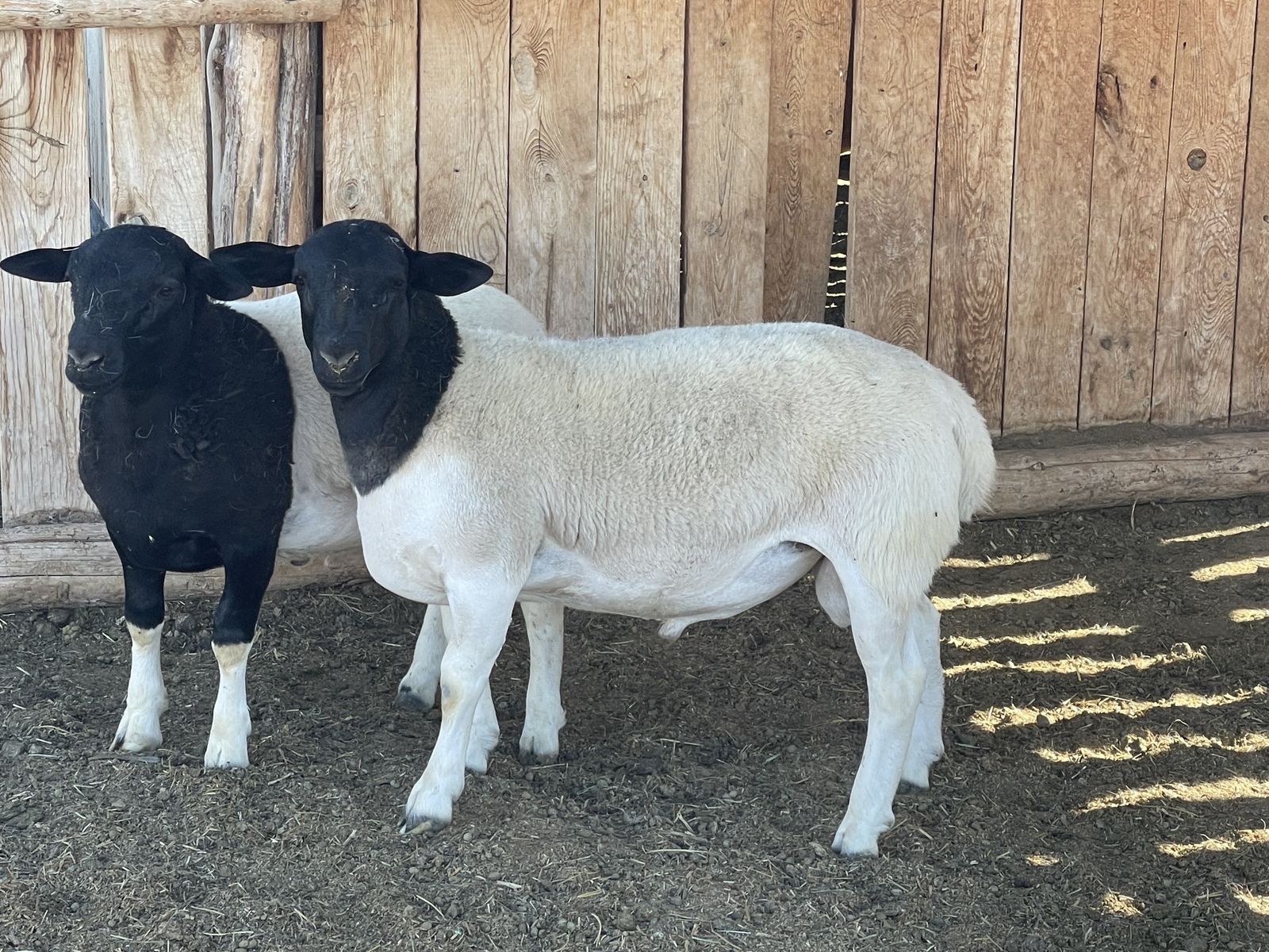 Dorper ram lamb and Wiltshire/ Dorper cross ram.