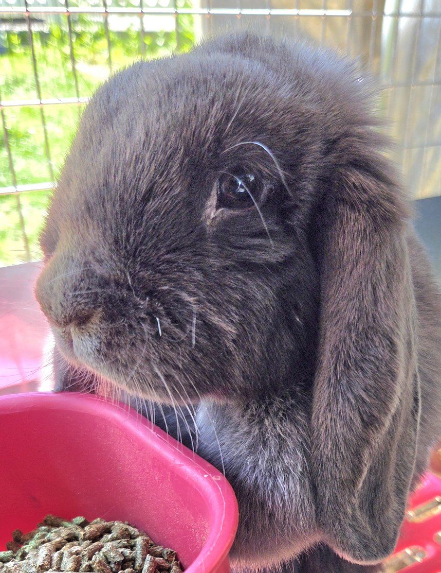 Blue Mini Lop Doe Bunny Rabbit