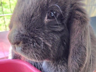 Blue Mini Lop Doe Bunny Rabbit