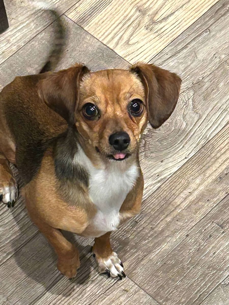 Dachshund Mix (Female)