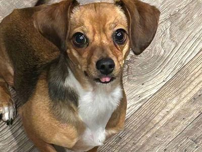 Dachshund Mix (Female)
