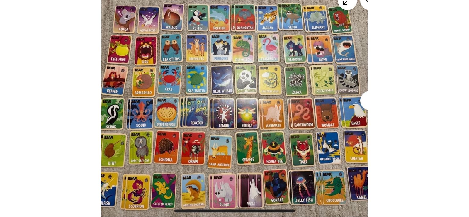 Bear Educational Animal Cards Collection