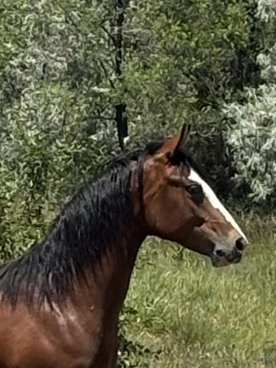 Beautiful Yearling Filly