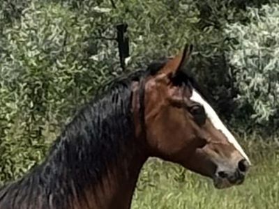 Beautiful Yearling Filly