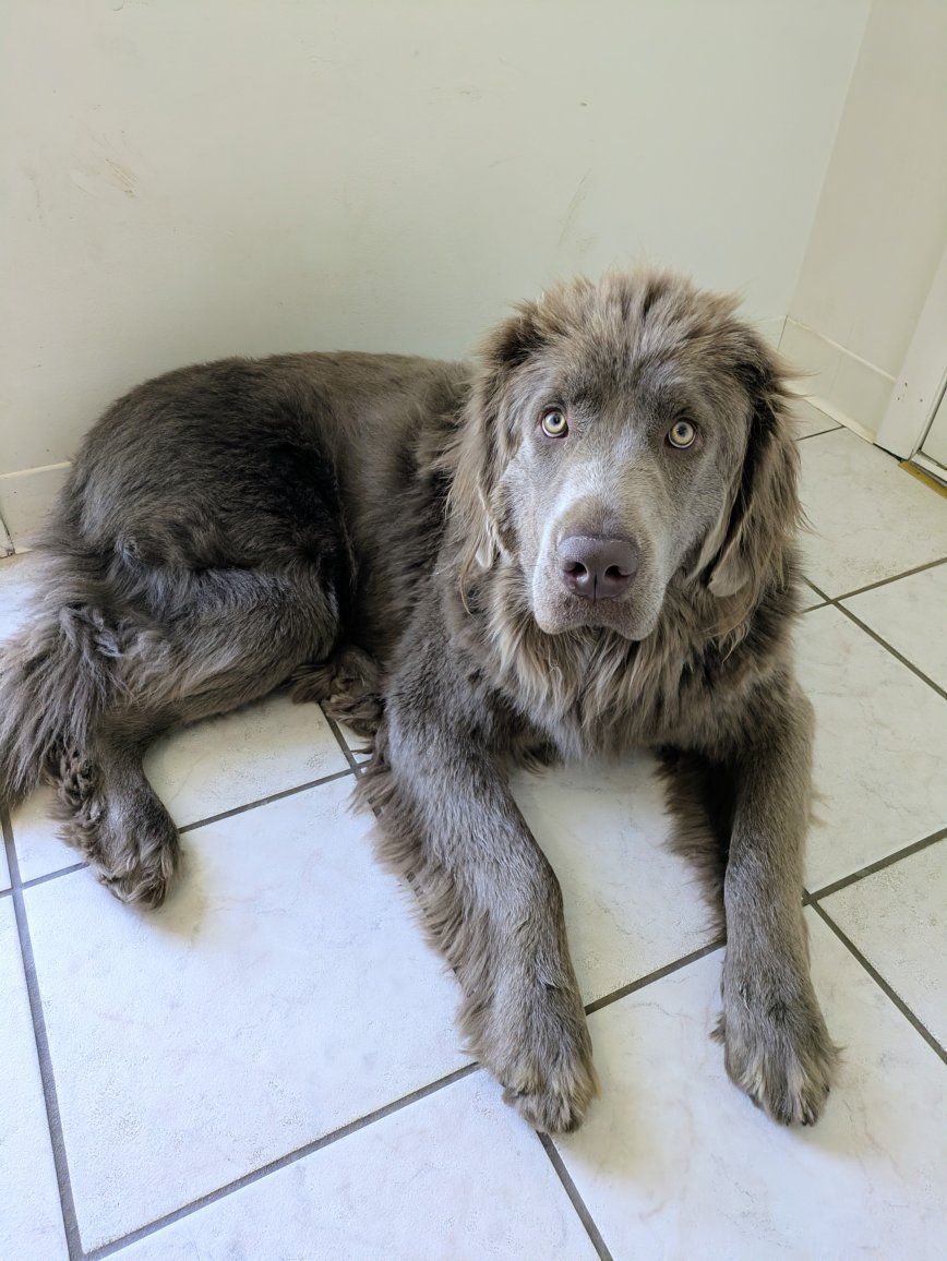 Lola purebred 1yr old puppy