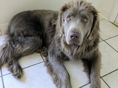 Lola purebred 1yr old puppy