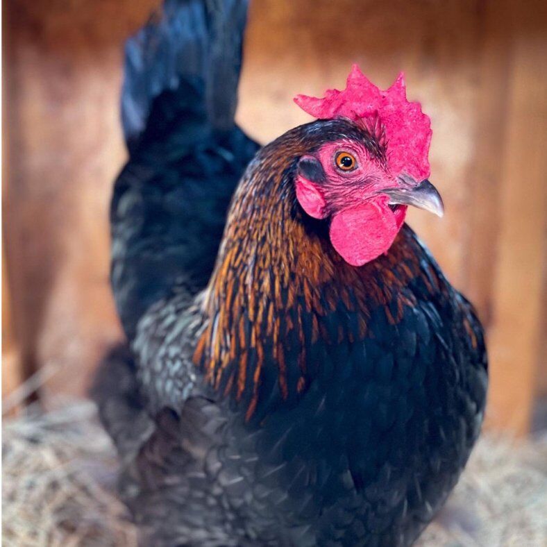 ISO: Black Copper Maran Hen
