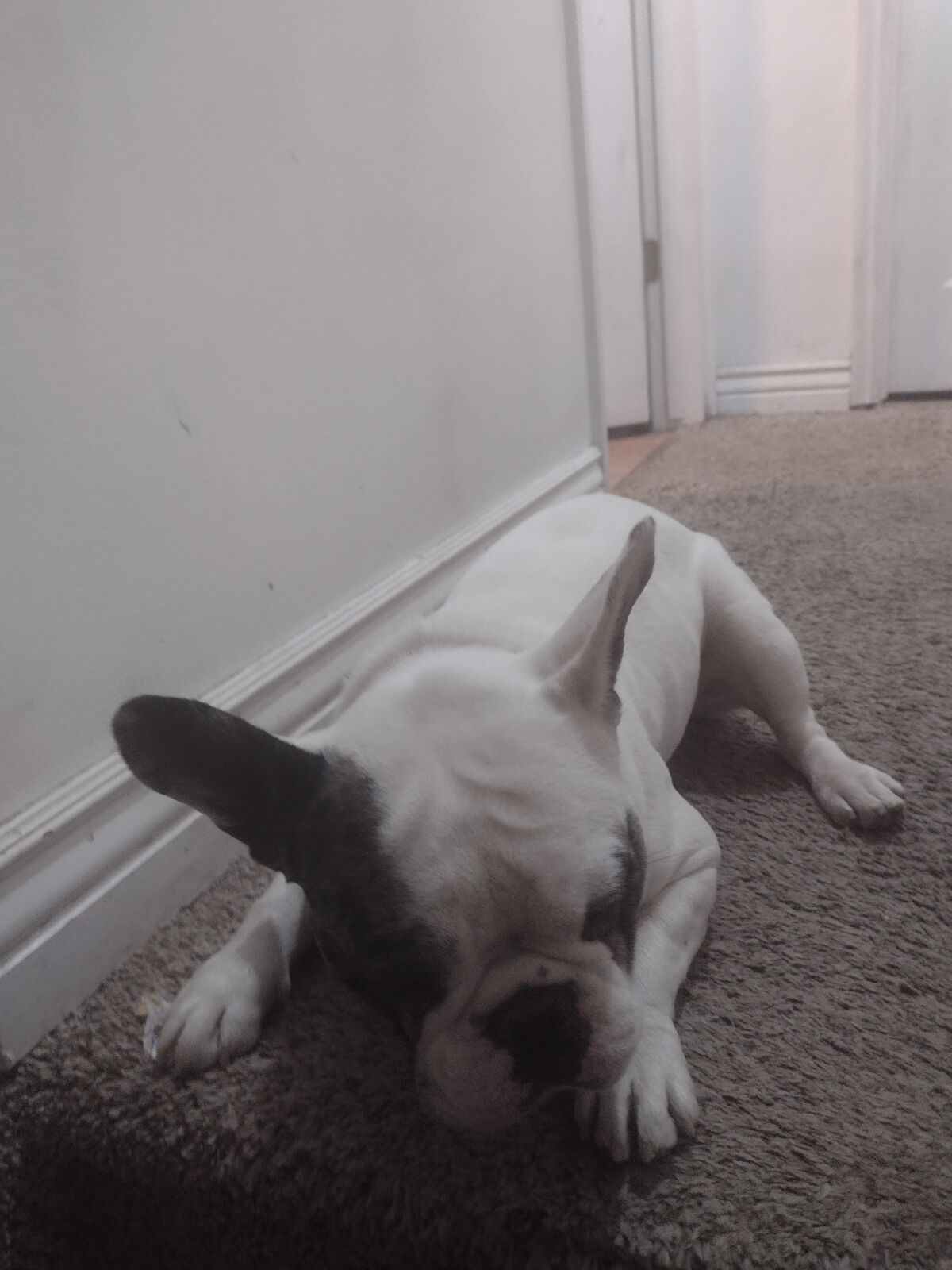 French bulldog full-blooded