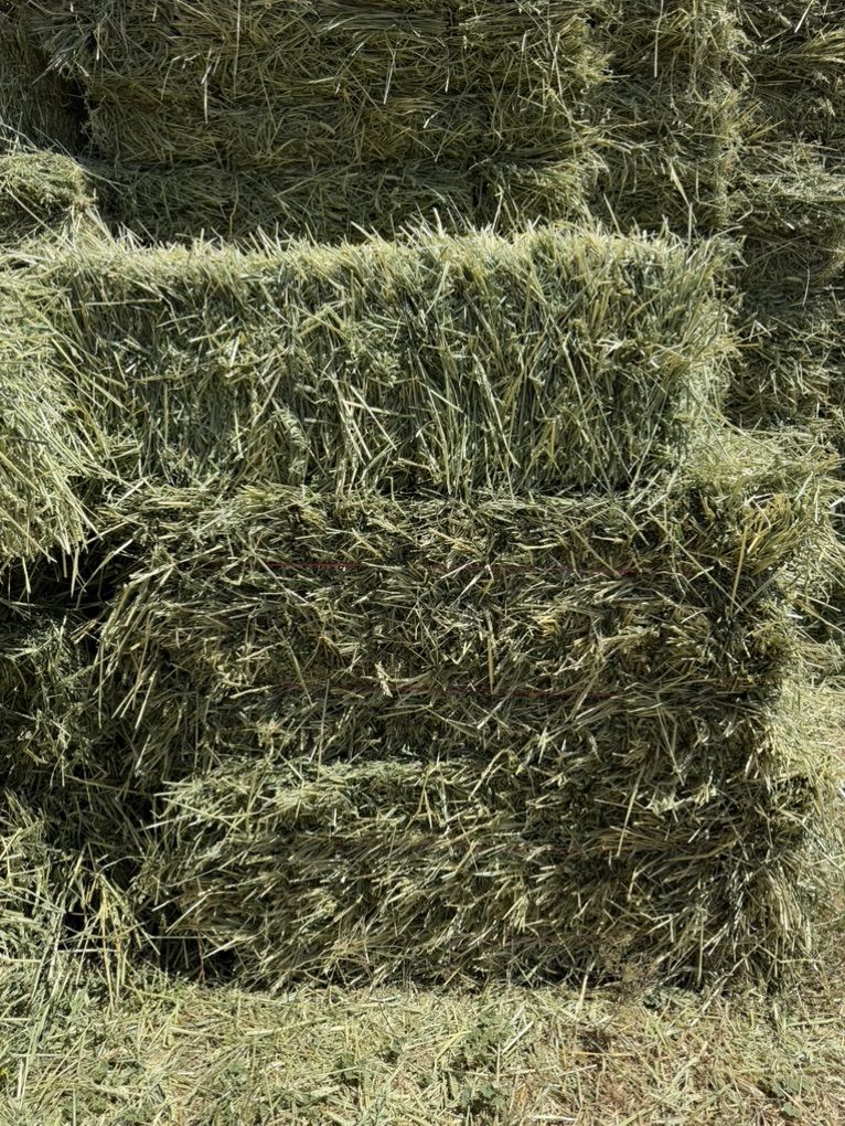 Hay