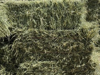 Hay