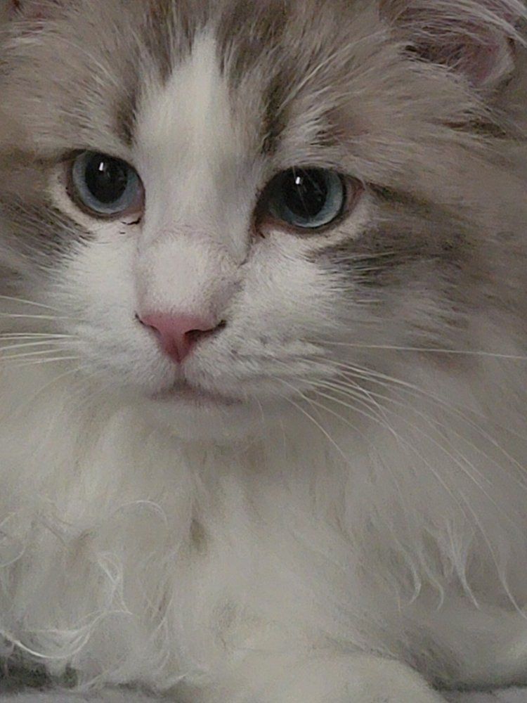 Ragdoll Cat